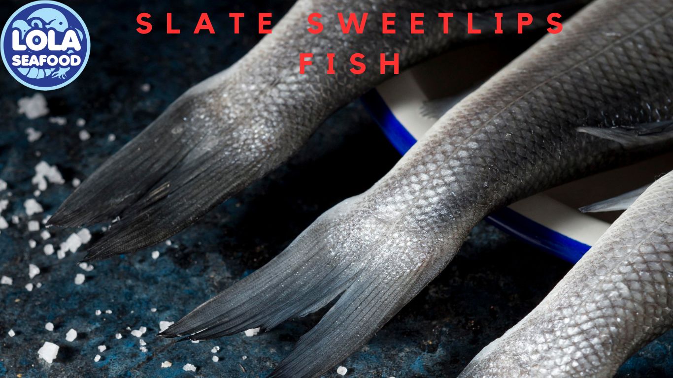 Slate Sweetlips Fish